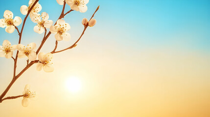 Spring blossoms branch sunrise sky
