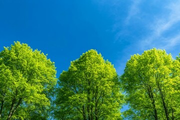 Spheric panorama in a forest, magnificent upwards view to the treetops