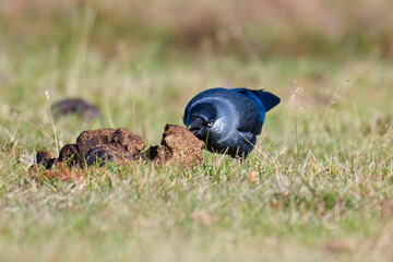 Dohlen bei der Futtersuche in Schweden im Herbst