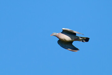 Ringeltaube im Flug