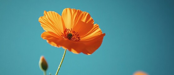 Obraz premium Orange Flower with Sky Background
