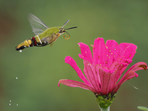 The hummingbird hawk-moth (Macroglossum stellatarum) is a fascinating creature that resembles a hummingbird due to its hovering flight and long proboscis, 25 February 2025 Indonesia