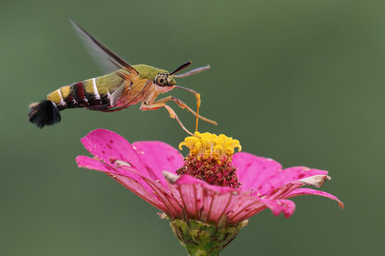 The hummingbird hawk-moth (Macroglossum stellatarum) is a fascinating creature that resembles a hummingbird due to its hovering flight and long proboscis, 25 February 2025 Indonesia