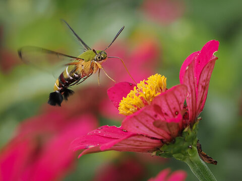The hummingbird hawk-moth (Macroglossum stellatarum) is a fascinating creature that resembles a hummingbird due to its hovering flight and long proboscis, 25 February 2025 Indonesia
