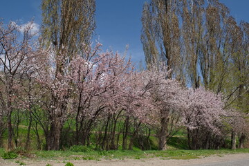 Kyrgyzstan. View of blooming apricot trees in mountain valleys along Bishkek- Lake Issyk-Kul highway.
