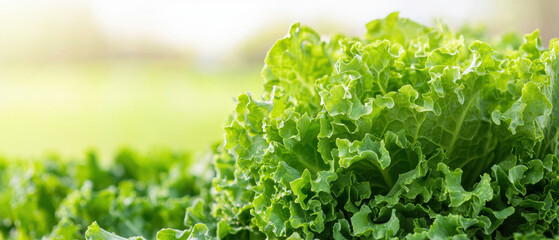 Obraz premium Zero Waste Food, Sustainability concept. Fresh leafy lettuce in a garden setting with soft blurred background.