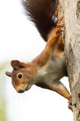un écureuil roux qui descend le long d'un tronc d'arbre 