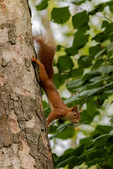 un écureuil roux le long d'un tronc d'arbre 