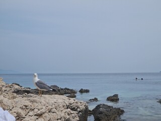 Sea view with seagull