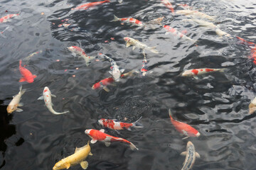many goldfish Koi (nishikigoi) fish, a kind of fish in outdoor garden for decoration purpose, especially in Japan and China in golden, orange, yellow white or black colour in the pond which means luck