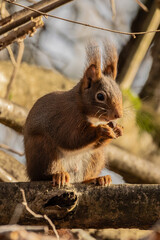 un écureuil roux qui mange une noix