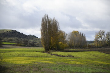 Paisaje de Valladolid con álamos, Castilla, Spain