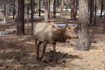 Female Elk Walking Through Forest