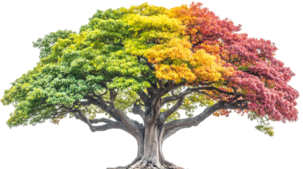 Four Seasons in One Tree