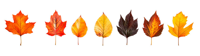 Fototapeta premium Collection of Autumn Leaves in Various Shades on transparent background
