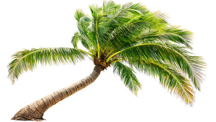 a tropical palm tree with lush green fronds, slightly bending to one side