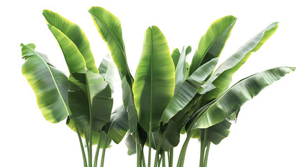 tropical green banana leaves