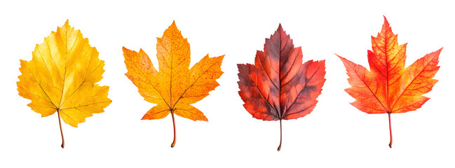 Fototapeta premium Collection of Autumn Leaves in Various Shades on transparent background