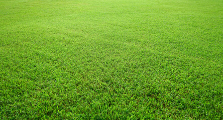 Green meadow grass field from outdoor park