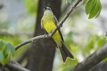 The tropical kingbird (Tyrannus melancholicus) is a large tyrant flycatcher. Fortaleza Ceará, Brazil.