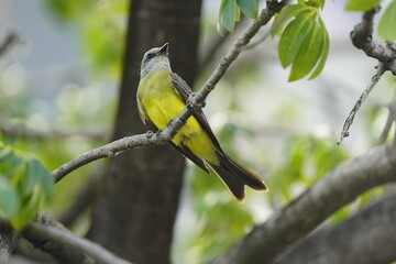 The tropical kingbird (Tyrannus melancholicus) is a large tyrant flycatcher. Fortaleza Ceará, Brazil.