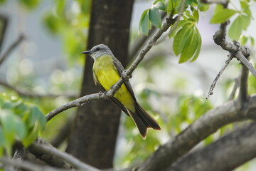 The tropical kingbird (Tyrannus melancholicus) is a large tyrant flycatcher. Fortaleza Ceará, Brazil.