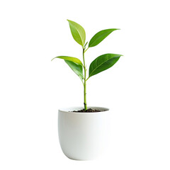 A Small Plant in a White Pot Isolated on Transparent Background