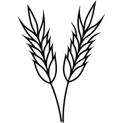 golden wheat isolated on white