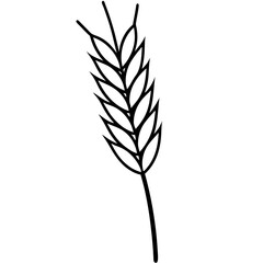 wheat isolated on white