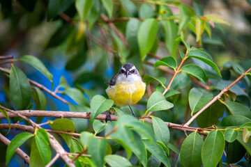 Passarinho Cambacica
