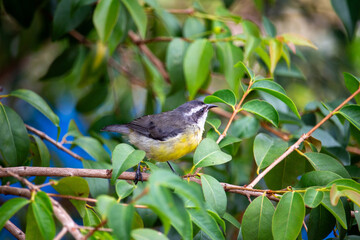 Passarinho Cambacica