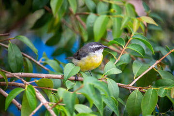 Passarinho Cambacica