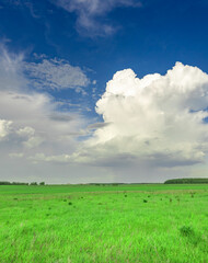Obraz premium Field of grass with a large cloud in the sky