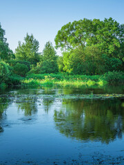 Fototapeta premium Calm lake with trees in the background