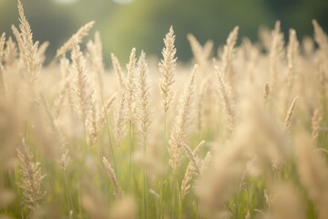 Fototapeta premium a field of tall grass with blurry trees in the background