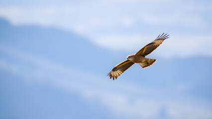 Naklejka premium A single hawk soars above the valley, its wings slicing through the cool, thin air.