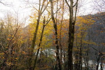 Forest with trees in the foreground and a body of water in the background