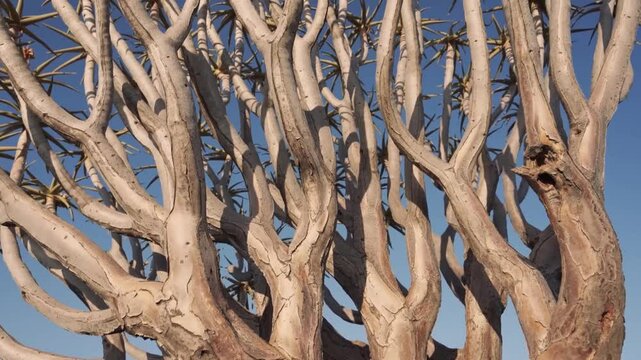 Quiver tree forest motion: dynamic dance of branch shadows at sunrise