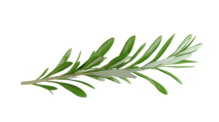 Fototapeta premium fresh green herb sprig isolated on white background 