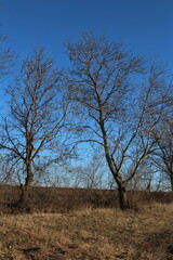 A group of trees in a field