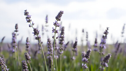 Fototapeta premium A cluster of lavender sways in the gentle breeze, releasing a soothing fragrance into the air.