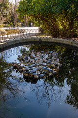 Pond with turtles - Red-eared Slider