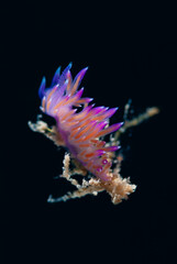 Flabellina affinis - Sea Slug