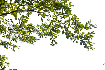 green leaves isolated on white background