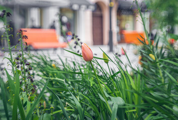 nature in the city comes to life after winter in summer - spring, blurred background view of...
