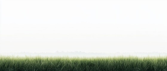 Naklejka premium Field of green grass with misty fog covering distant landscape and trees in the background