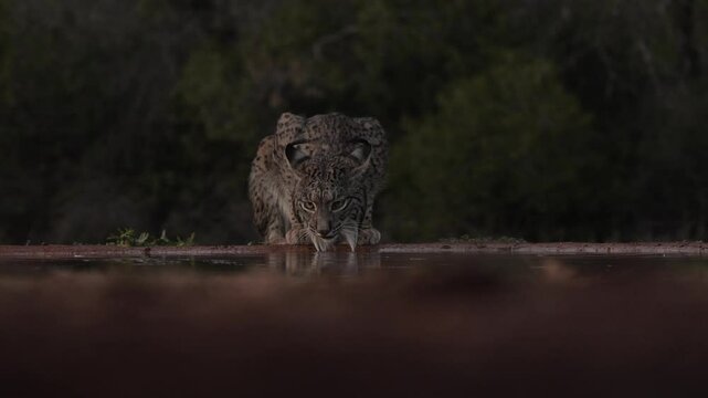 Iberian lynx dring water. Lynx pardinus, wild cat endemic to Iberian Peninsula southwestern Spain in Europe. Rare cat walk in nature habitat. Canine feline with spot fur coat, sunset light. Wildlife.