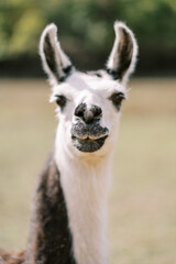 Obraz premium Fluffy white and brown llama stands in a pasture. Portrait