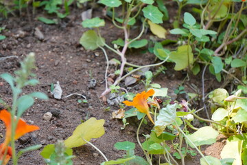 Tropaeolum majus, or garden nasturtium, is a vibrant, edible flowering plant attracting honey bees with its bright orange, red, or yellow blooms rich in nectar.