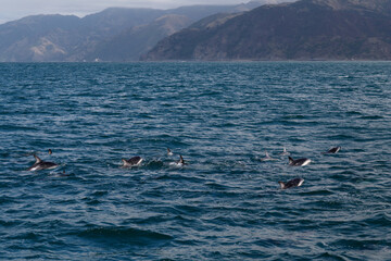 A flock of Dusky Dolphin in Kaikoura, New Zealand